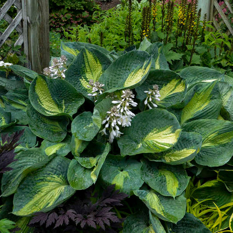 Hosta ‘Hudson Bay’