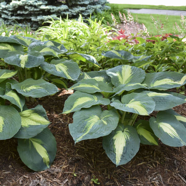 Hosta ‘Hudson Bay’