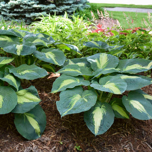 Hosta ‘Hudson Bay’