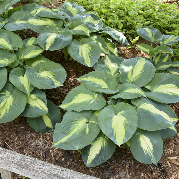 Hosta ‘Hudson Bay’