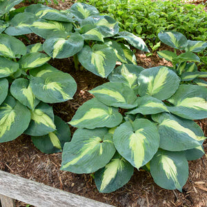 Hosta ‘Hudson Bay’