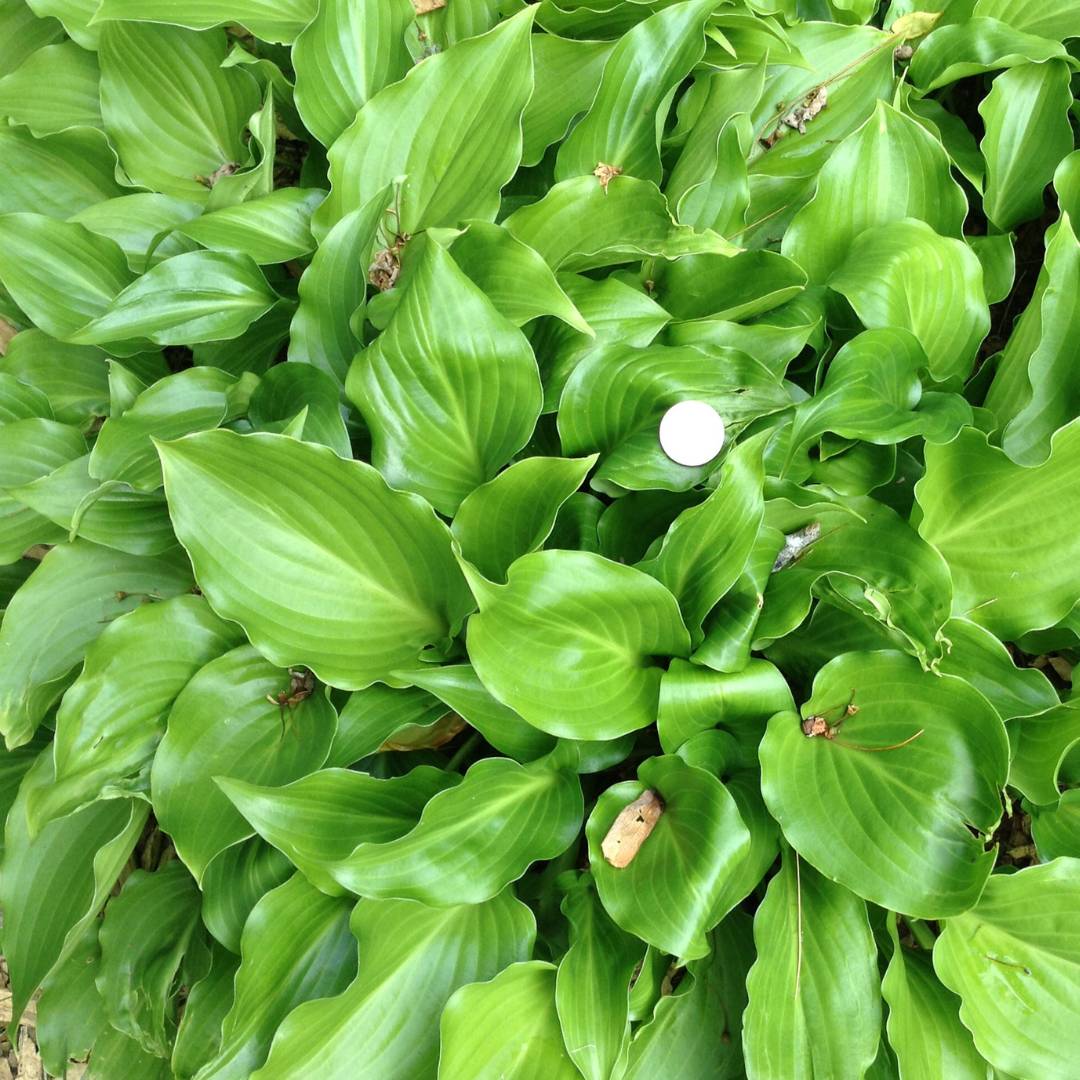 Hosta ‘Invincible’