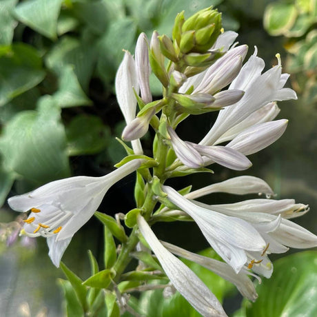 Hosta ‘Invincible’