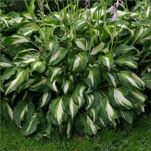 Hosta ‘Mediovariegata’