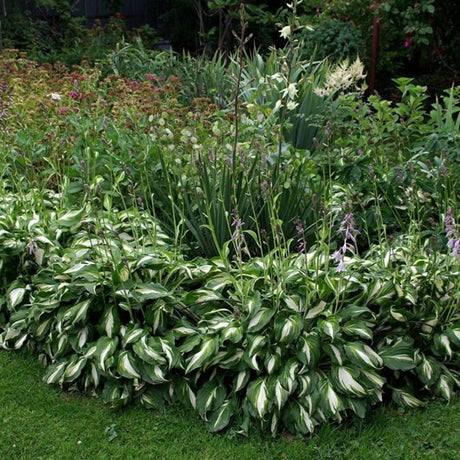 Hosta ‘Mediovariegata’