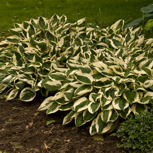 Hosta ‘Patriot’