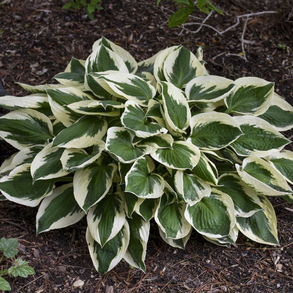 Hosta ‘Patriot’