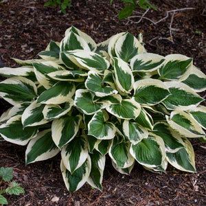 Hosta ‘Patriot’