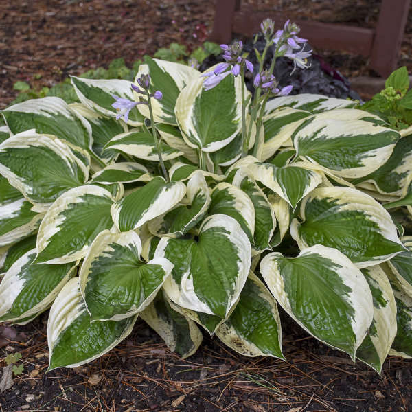 Hosta ‘Patriot’