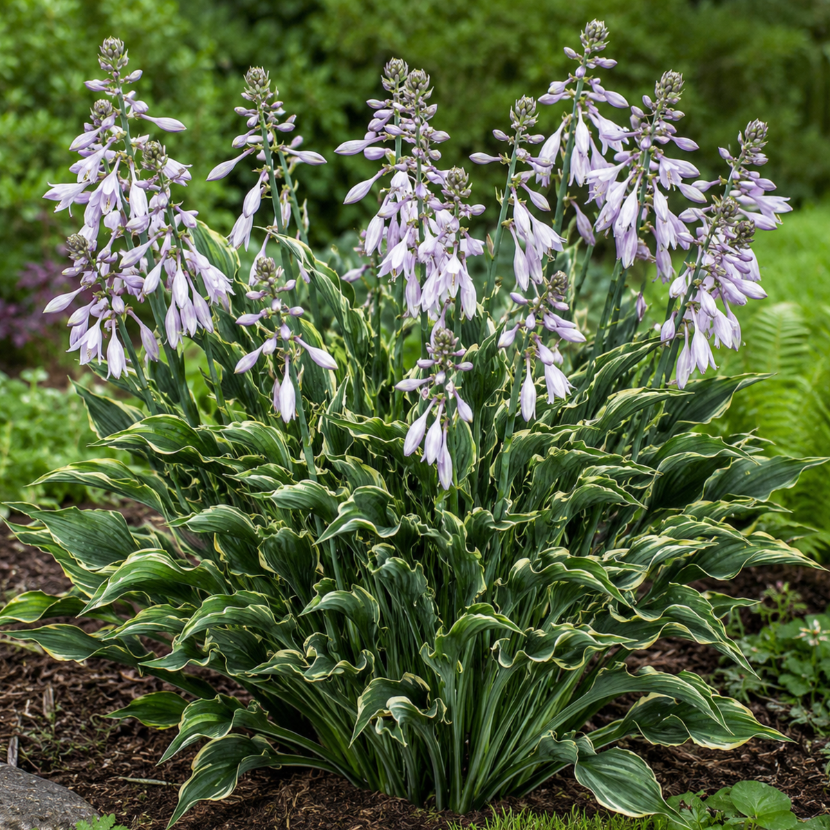 Hosta ‘Praying Hands’