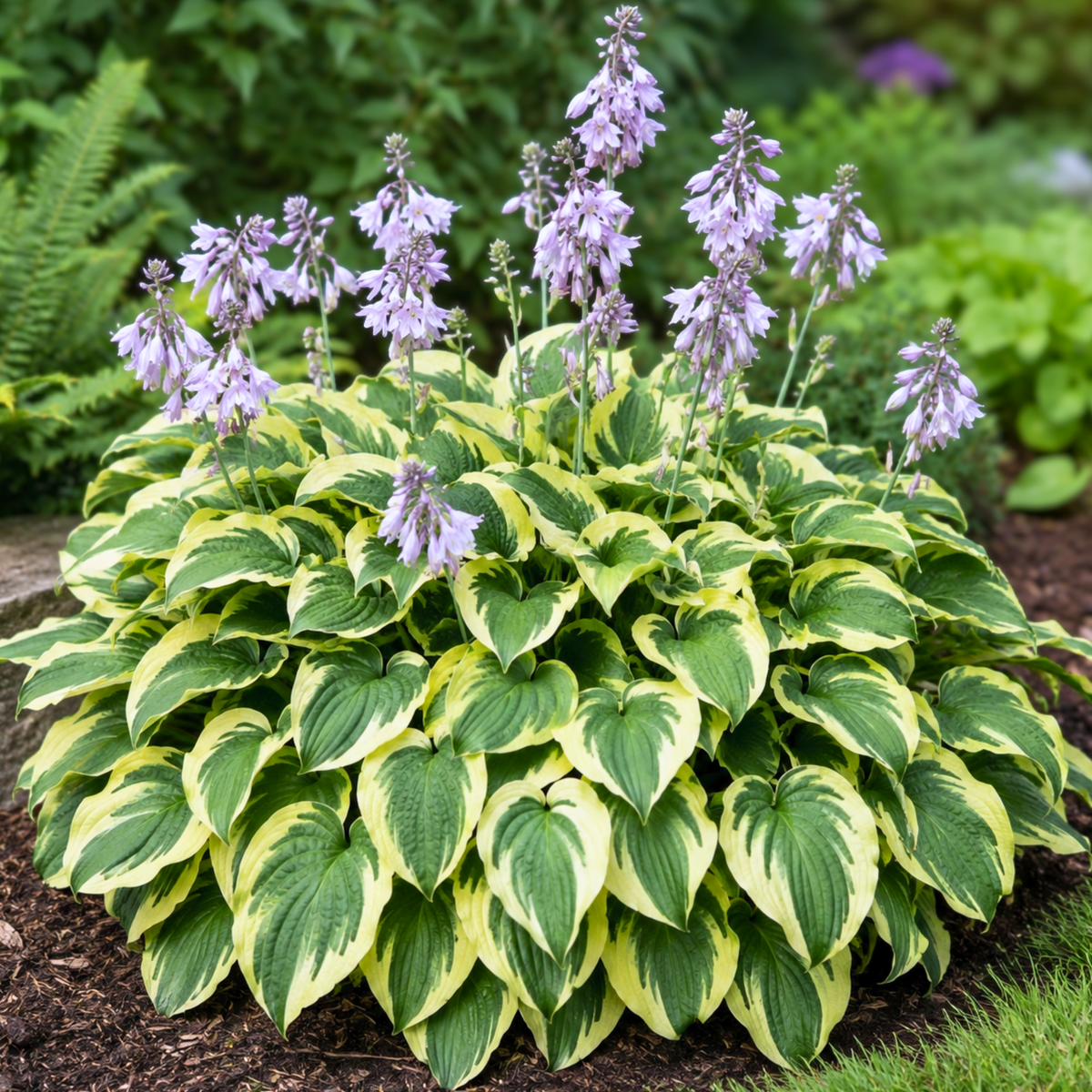 Hosta ‘Wide Brim’