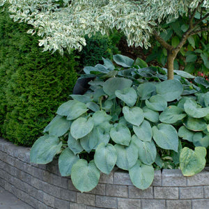 Hosta ‘Elegans’
