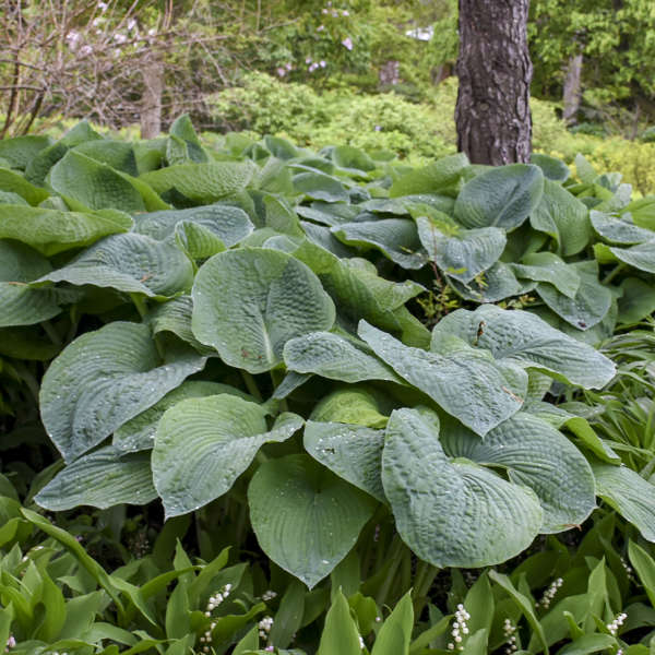 Hosta ‘Elegans’
