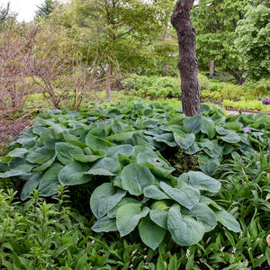 Hosta ‘Elegans’