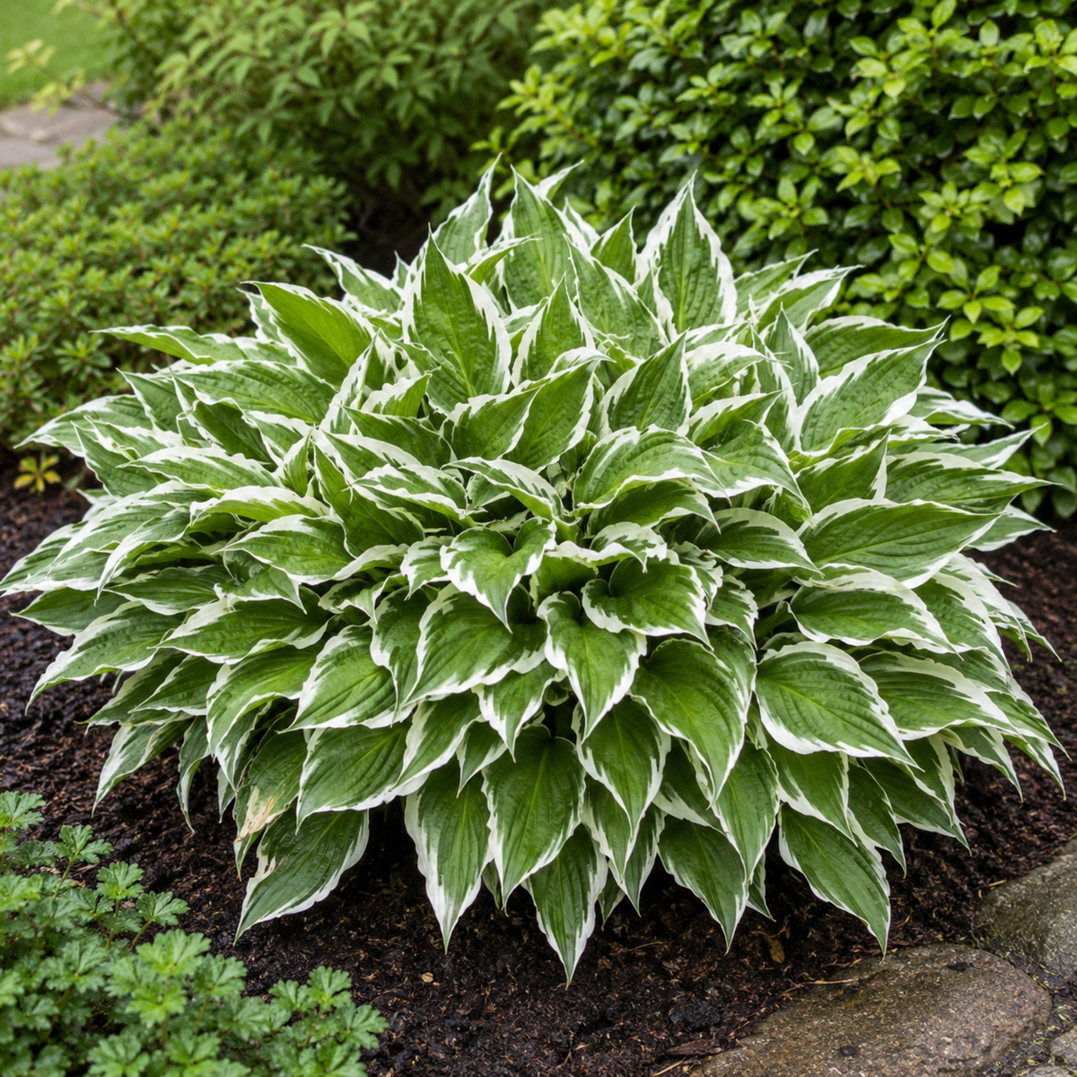 Hosta undulata ‘Albomarginata’