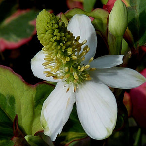 Houttuynia cordata ‘Chameleon’