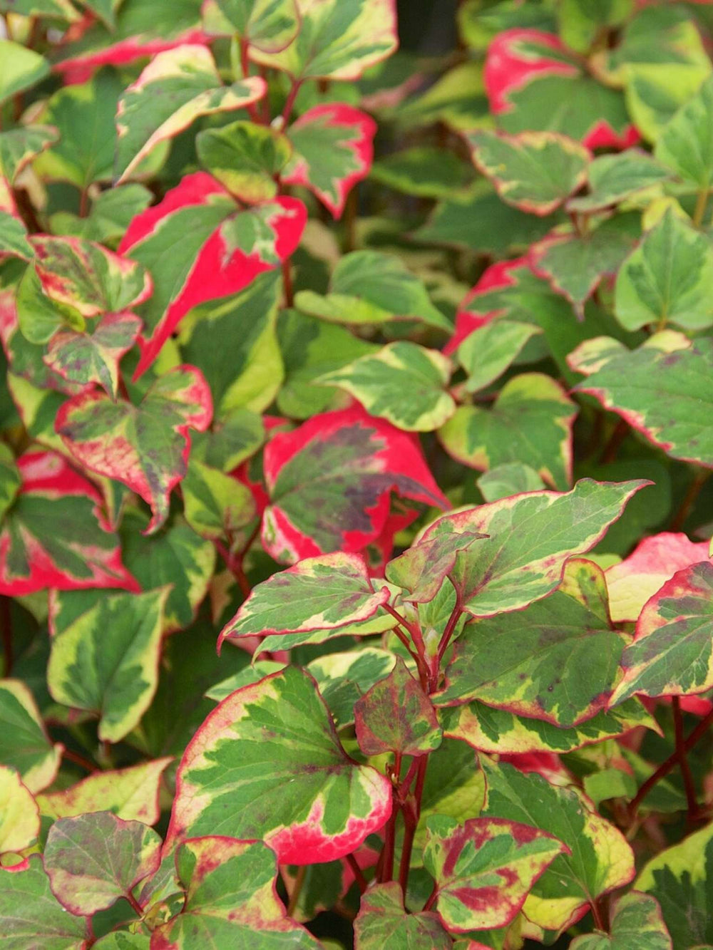 Houttuynia cordata ‘Chameleon’