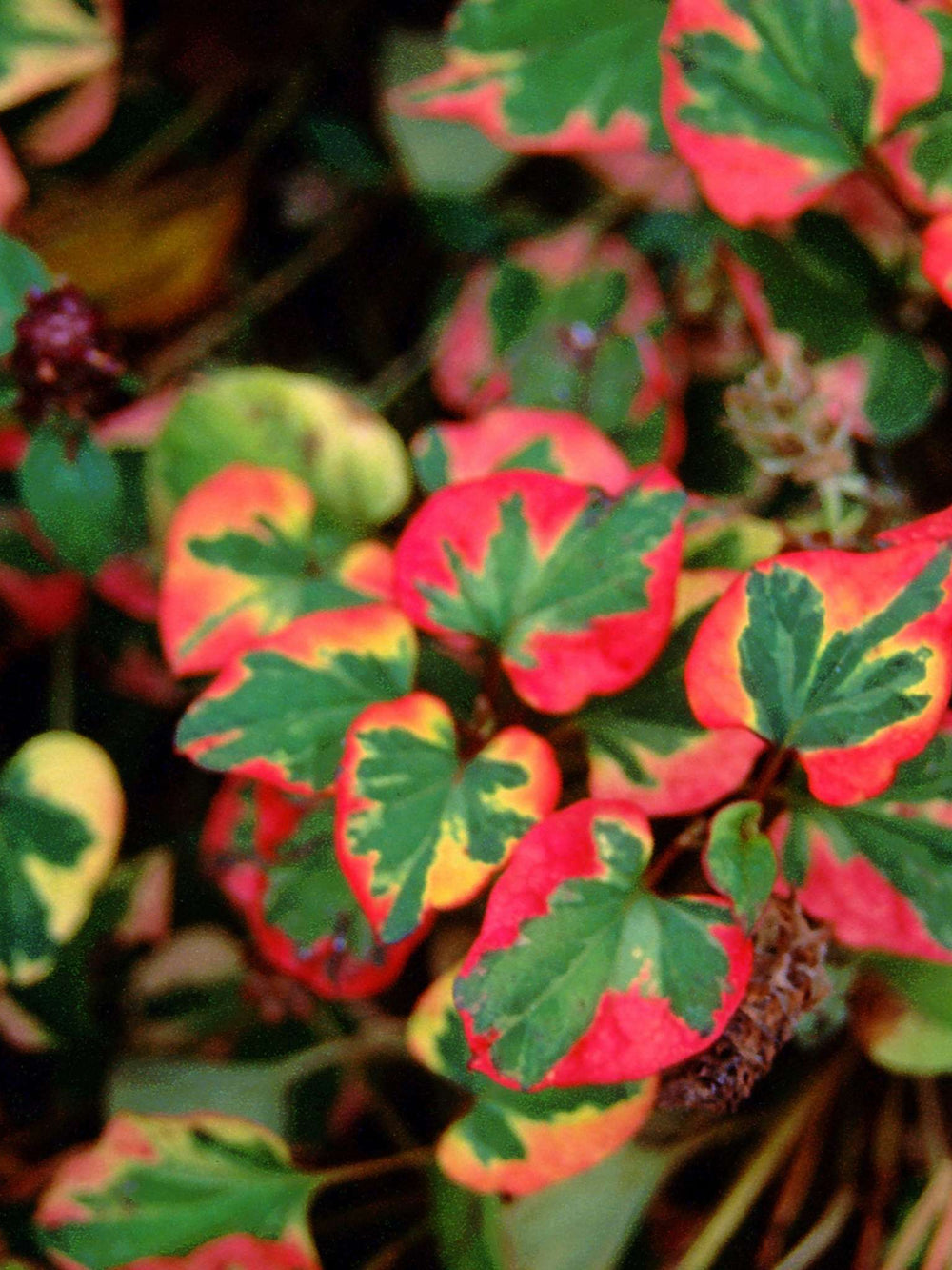 Houttuynia cordata ‘Chameleon’