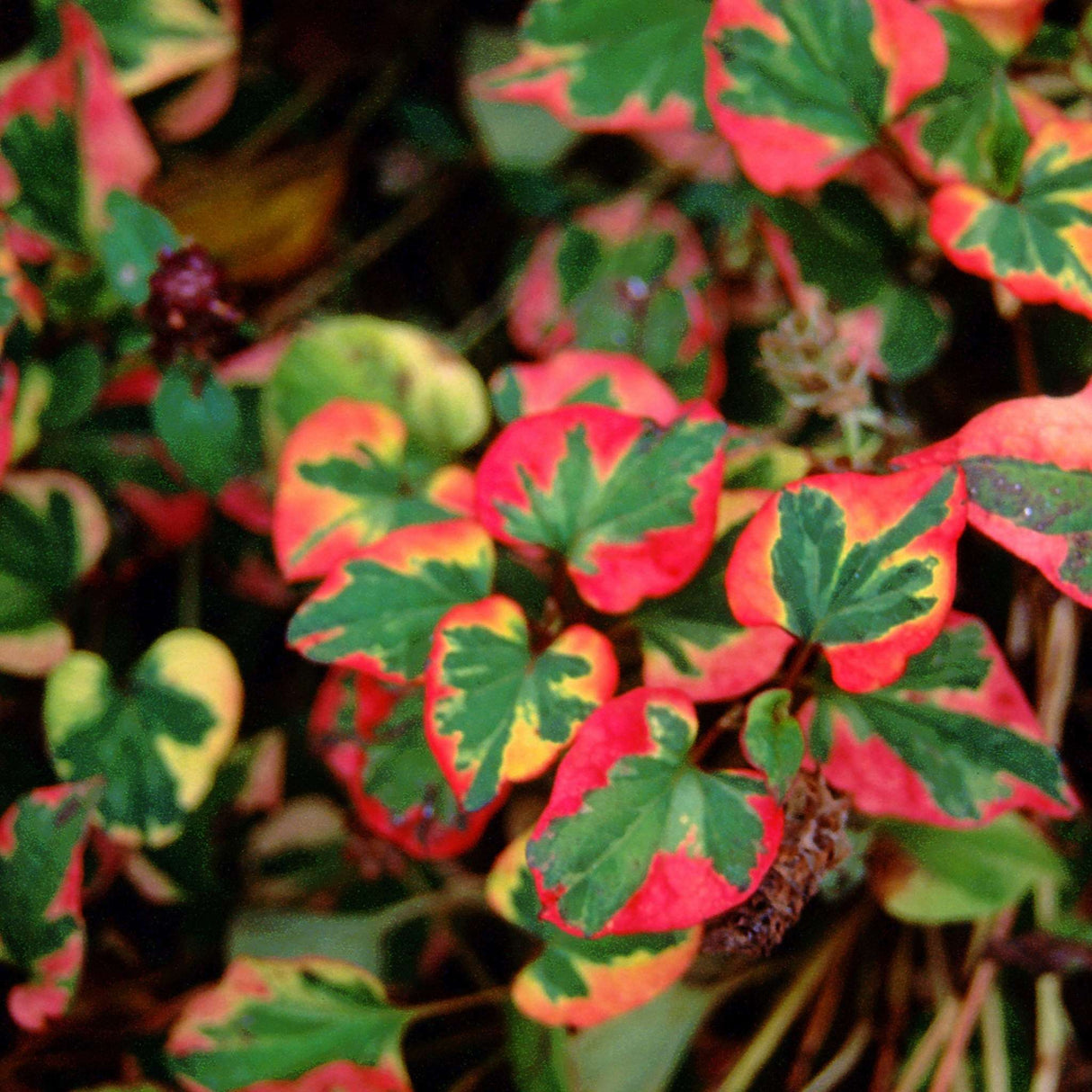 Houttuynia cordata ‘Chameleon’