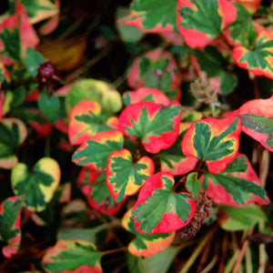 Houttuynia cordata ‘Chameleon’