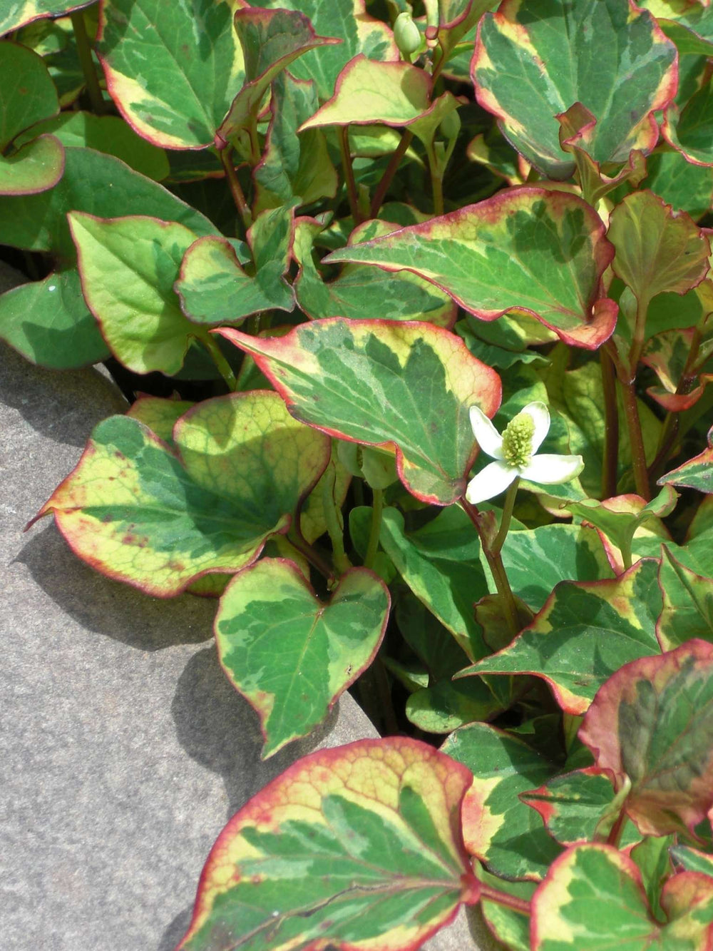 Houttuynia cordata ‘Chameleon’