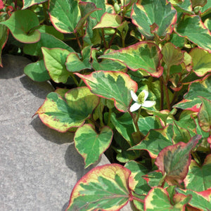 Houttuynia cordata ‘Chameleon’