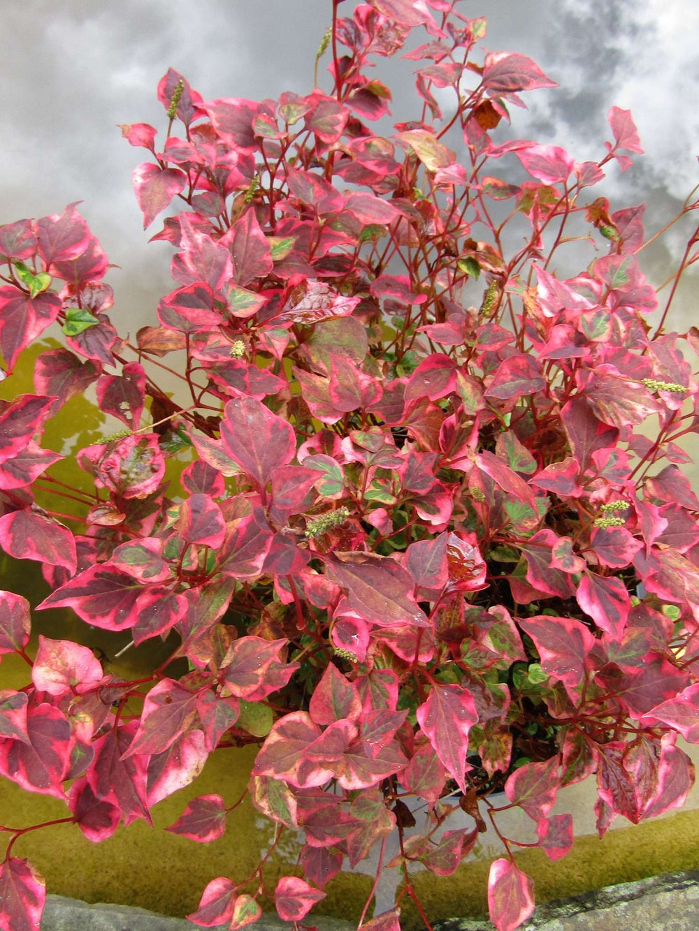 Houttuynia cordata ‘Chameleon’