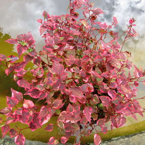 Houttuynia cordata ‘Chameleon’