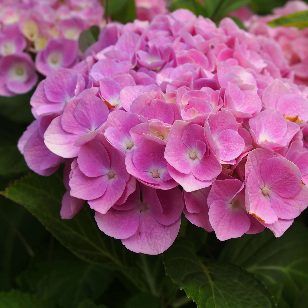 Hydrangea macrophylla ‘Bodensee’
