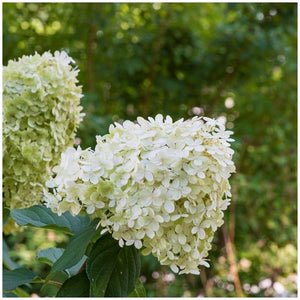 Hydrangea paniculata ‘Limelight’