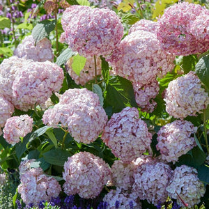Hydrangea arborescens ‘Candybelle Bubblegum’