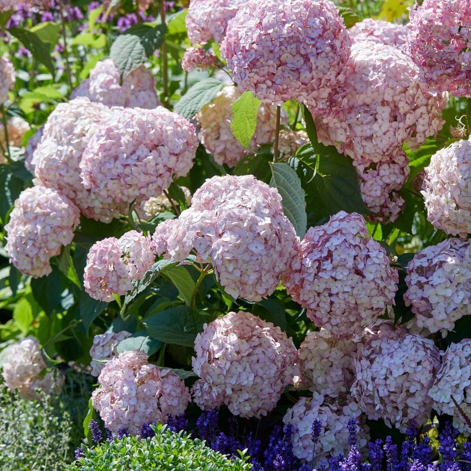 Hydrangea arborescens ‘Candybelle Bubblegum’