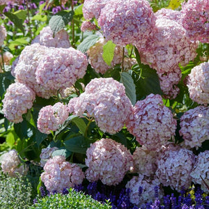 Hydrangea arborescens ‘Candybelle Bubblegum’