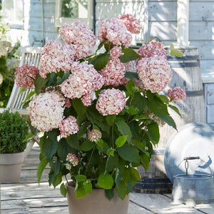 Hydrangea arborescens ‘Candybelle Bubblegum’