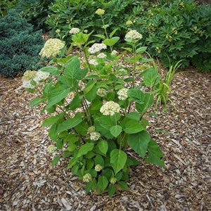 Hydrangea arborescens ‘Lime Rickey’