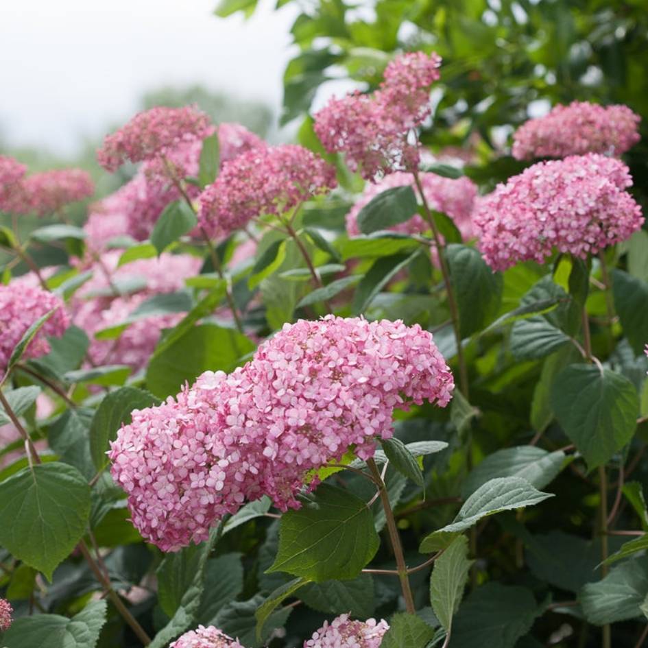 Hydrangea arborescens ‘Pink Annabelle’