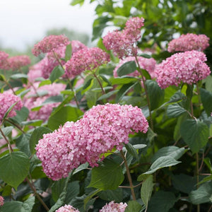 Hydrangea arborescens ‘Pink Annabelle’