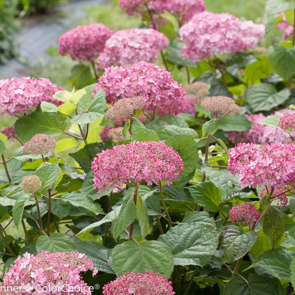 Hydrangea arborescens ‘Pink Annabelle’