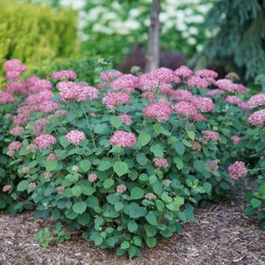 Hydrangea arborescens ‘Ruby Annabelle’
