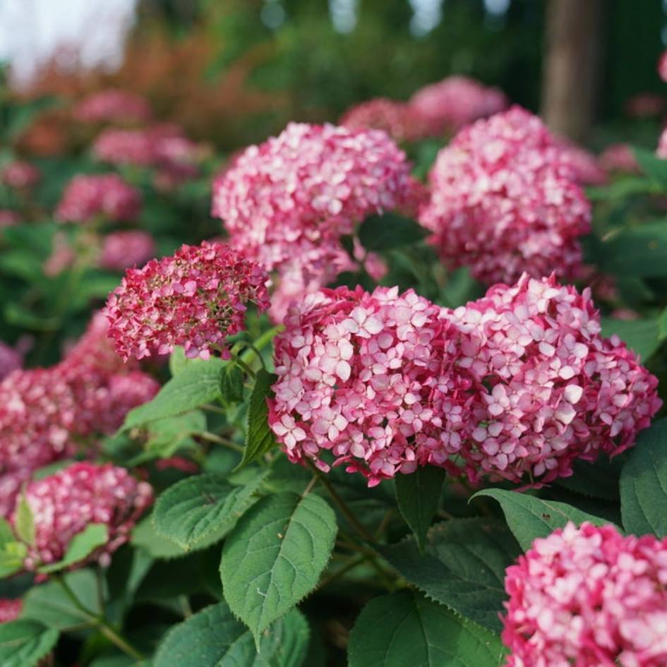 Hydrangea arborescens ‘Ruby Annabelle’