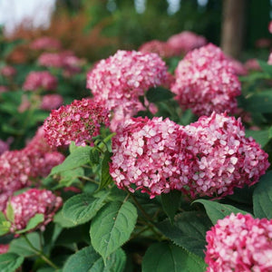 Hydrangea arborescens ‘Ruby Annabelle’