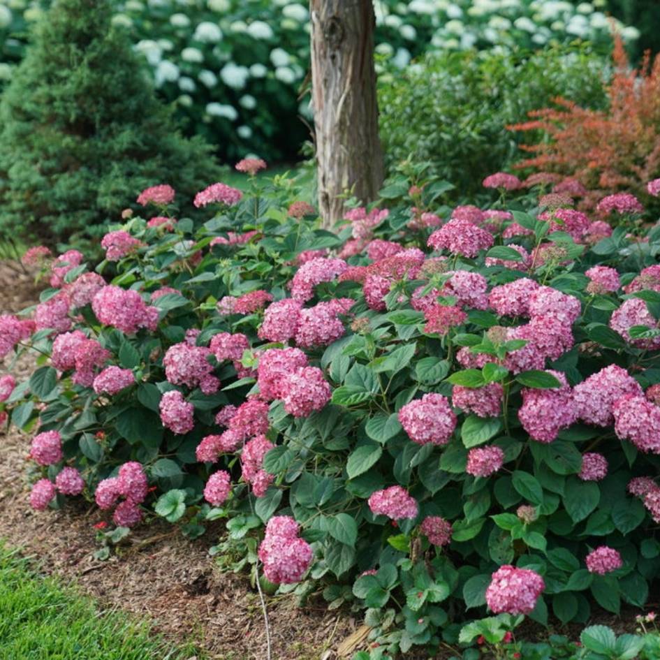 Hydrangea arborescens ‘Ruby Annabelle’