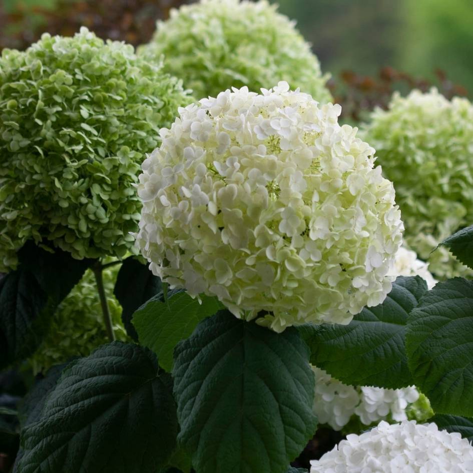 Hydrangea arborescens ‘Strong Annabelle’