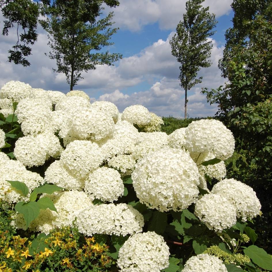 Hydrangea arborescens ‘Annabelle’