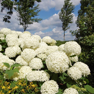 Hydrangea arborescens ‘Annabelle’