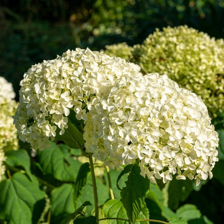 Hydrangea arborescens ‘Annabelle’