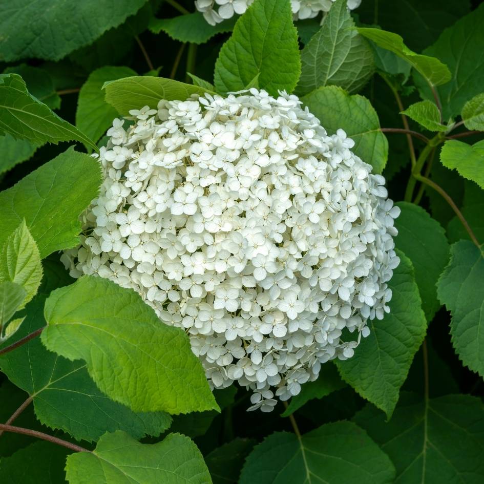 Hydrangea arborescens ‘Annabelle’