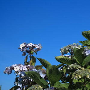 Hydrangea macrophylla ‘Ayesha’