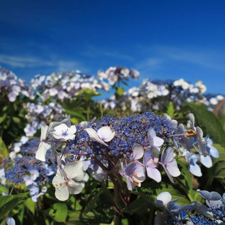 Hydrangea macrophylla ‘Ayesha’