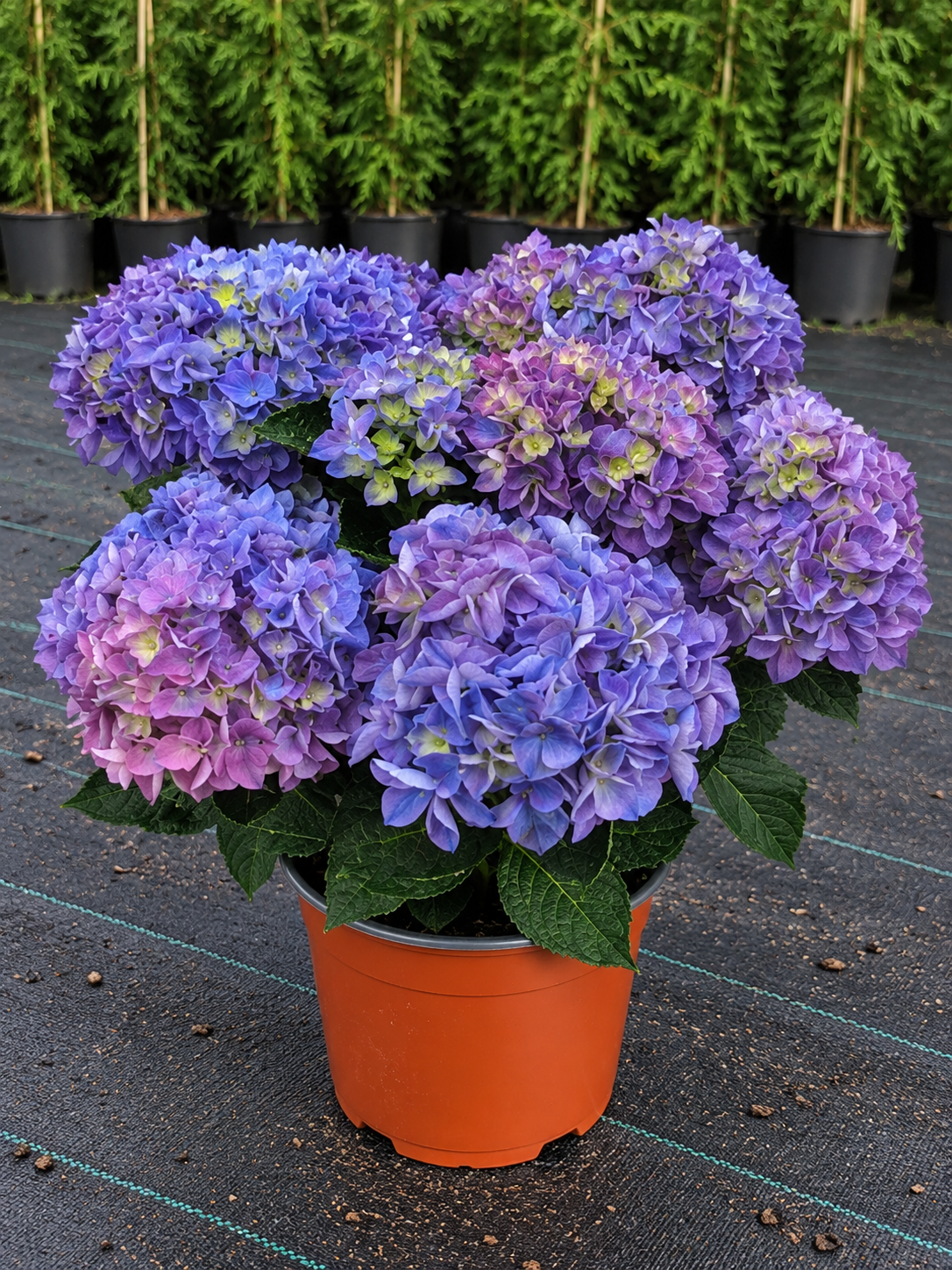 Hydrangea macrophylla ‘Anda Blue’